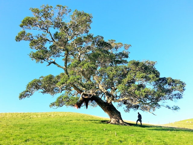 Oak that has probably experienced many storms and yet lives well - symbol for the activities of the Specialty Centre for Trauma